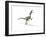 Velociraptor Dinosaur on White Background-null-Framed Art Print