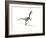 Velociraptor Dinosaur on White Background-null-Framed Art Print