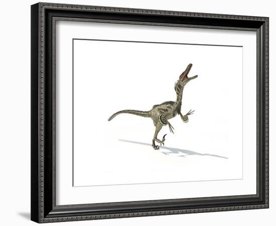 Velociraptor Dinosaur on White Background-null-Framed Art Print