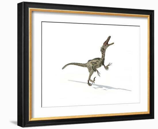 Velociraptor Dinosaur on White Background-null-Framed Art Print