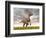 Velociraptor Dinosaur Standing in the Yellow Grass-null-Framed Premium Giclee Print