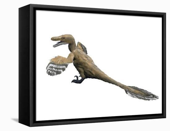 Velociraptor Mongoliensis, Late Cretaceous of Mongolia-null-Framed Stretched Canvas