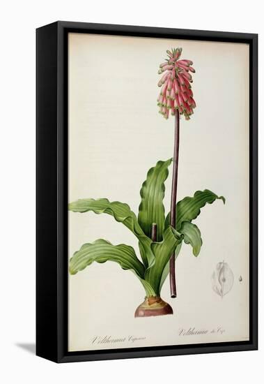Veltheimia Capensis, from 'Les Liliacees-Pierre-Joseph Redouté-Framed Premier Image Canvas