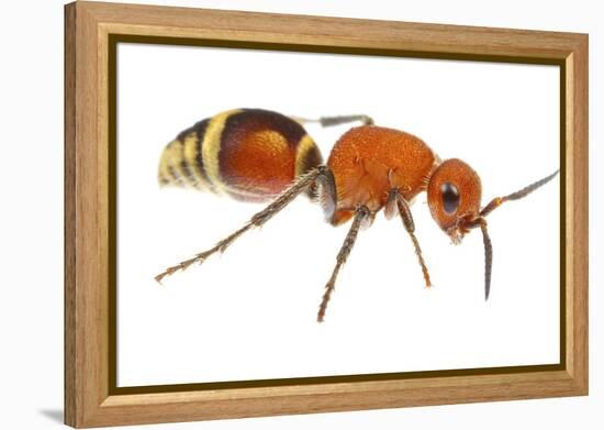 Velvet Ant (Dasymutilla Quadriguttata) Oxford, Mississippi, USA. Meetyourneighbours. Net Project-Jp Lawrence-Framed Premier Image Canvas