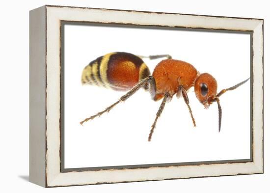 Velvet Ant (Dasymutilla Quadriguttata) Oxford, Mississippi, USA. Meetyourneighbours. Net Project-Jp Lawrence-Framed Premier Image Canvas