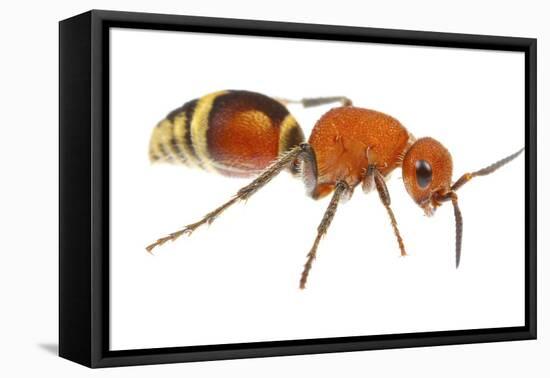 Velvet Ant (Dasymutilla Quadriguttata) Oxford, Mississippi, USA. Meetyourneighbours. Net Project-Jp Lawrence-Framed Premier Image Canvas