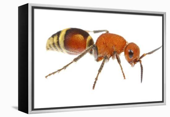 Velvet Ant (Dasymutilla Quadriguttata) Oxford, Mississippi, USA. Meetyourneighbours. Net Project-Jp Lawrence-Framed Premier Image Canvas