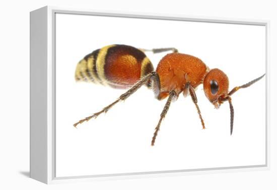 Velvet Ant (Dasymutilla Quadriguttata) Oxford, Mississippi, USA. Meetyourneighbours. Net Project-Jp Lawrence-Framed Premier Image Canvas