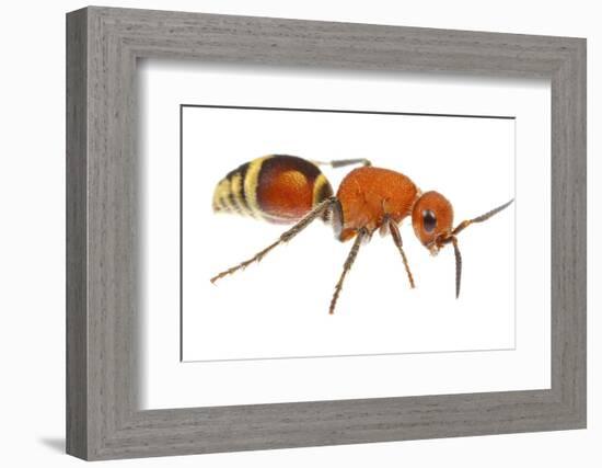 Velvet Ant (Dasymutilla Quadriguttata) Oxford, Mississippi, USA. Meetyourneighbours. Net Project-Jp Lawrence-Framed Photographic Print