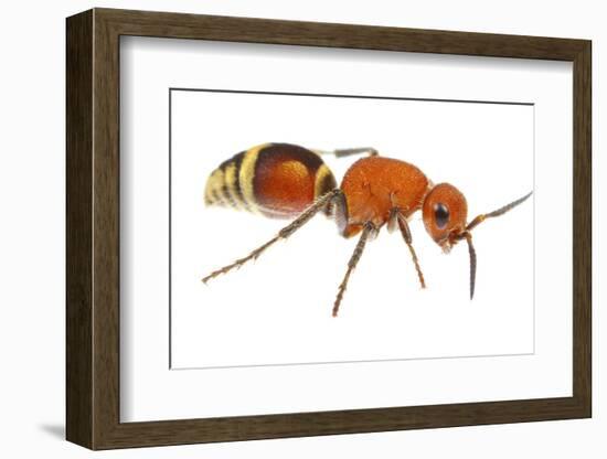 Velvet Ant (Dasymutilla Quadriguttata) Oxford, Mississippi, USA. Meetyourneighbours. Net Project-Jp Lawrence-Framed Photographic Print