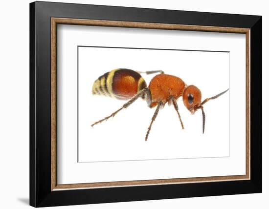 Velvet Ant (Dasymutilla Quadriguttata) Oxford, Mississippi, USA. Meetyourneighbours. Net Project-Jp Lawrence-Framed Photographic Print