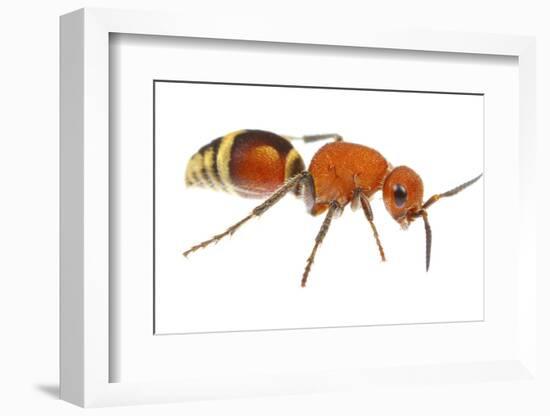 Velvet Ant (Dasymutilla Quadriguttata) Oxford, Mississippi, USA. Meetyourneighbours. Net Project-Jp Lawrence-Framed Photographic Print