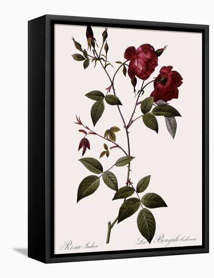 Velvet China Rose-Pierre Joseph Redoute-Framed Premier Image Canvas