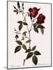 Velvet China Rose-Pierre Joseph Redoute-Mounted Giclee Print