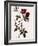 Velvet China Rose-Pierre Joseph Redoute-Framed Giclee Print