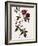 Velvet China Rose-Pierre Joseph Redoute-Framed Giclee Print