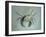 Velvet Crab, 1870-1-John Ruskin-Framed Giclee Print