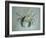 Velvet Crab, 1870-1-John Ruskin-Framed Giclee Print