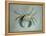 Velvet Crab, 1870-1-John Ruskin-Framed Premier Image Canvas