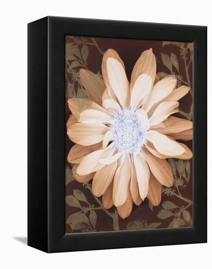 Velvet Daisy 1-Matina Theodosiou-Framed Stretched Canvas