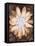 Velvet Daisy 1-Matina Theodosiou-Framed Stretched Canvas