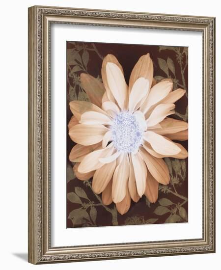 Velvet Daisy 1-Matina Theodosiou-Framed Art Print