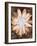 Velvet Daisy 1-Matina Theodosiou-Framed Art Print