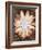 Velvet Daisy 1-Matina Theodosiou-Framed Art Print