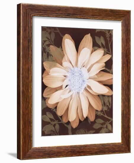 Velvet Daisy 1-Matina Theodosiou-Framed Art Print