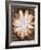 Velvet Daisy 1-Matina Theodosiou-Framed Art Print