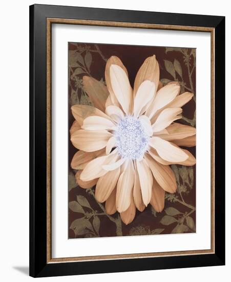 Velvet Daisy 1-Matina Theodosiou-Framed Art Print