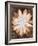 Velvet Daisy 1-Matina Theodosiou-Framed Art Print