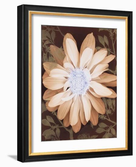 Velvet Daisy 1-Matina Theodosiou-Framed Art Print