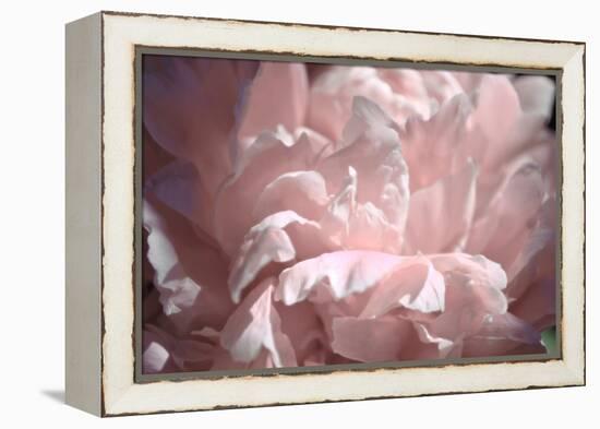 Velvet Peony II-Michelle Calkins-Framed Stretched Canvas