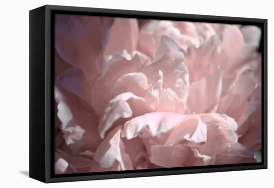 Velvet Peony II-Michelle Calkins-Framed Stretched Canvas