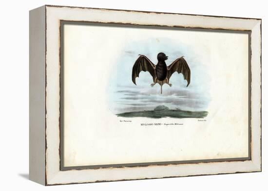 Velvety Free-Tailed Bat, 1863-79-Raimundo Petraroja-Framed Premier Image Canvas