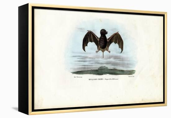 Velvety Free-Tailed Bat, 1863-79-Raimundo Petraroja-Framed Premier Image Canvas