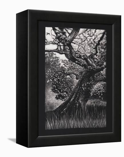 Venerable Oak, 2023, (Etching)-Helen White-Framed Premier Image Canvas