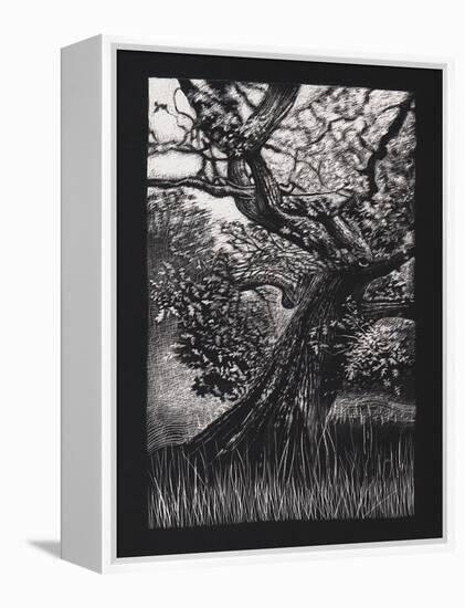 Venerable Oak, 2023, (Etching)-Helen White-Framed Premier Image Canvas