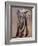 Venerable Old Matriarch-Mark Adlington-Framed Giclee Print