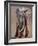 Venerable Old Matriarch-Mark Adlington-Framed Giclee Print