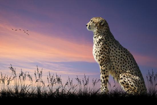 Photographic Print, , large