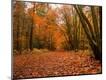 Photographic Print