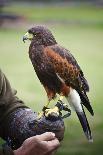 Harris Hawk Bird of Prey during Falconry Display-Veneratio-Photographic Print