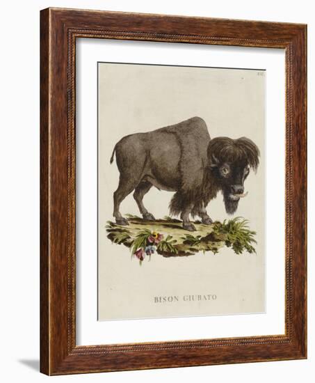 Venetian Natural History, 1771-null-Framed Giclee Print