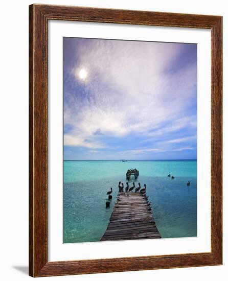 Venezuela, Archipelago Los Roques National Park, Madrisque Island, Pelicans on Pier-Jane Sweeney-Framed Photographic Print