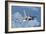 Venezuelan Air Force F-16 in Flight over Brazil-Stocktrek Images-Framed Photographic Print