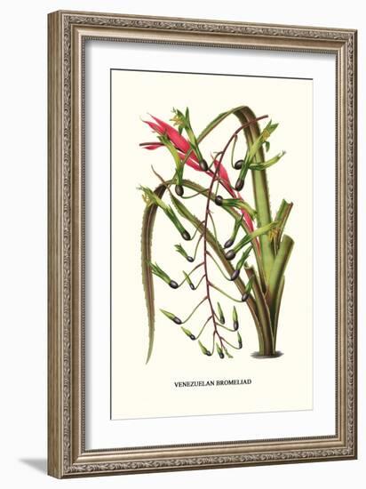 Venezuelan Bromeliad-Louis Van Houtte-Framed Premium Giclee Print