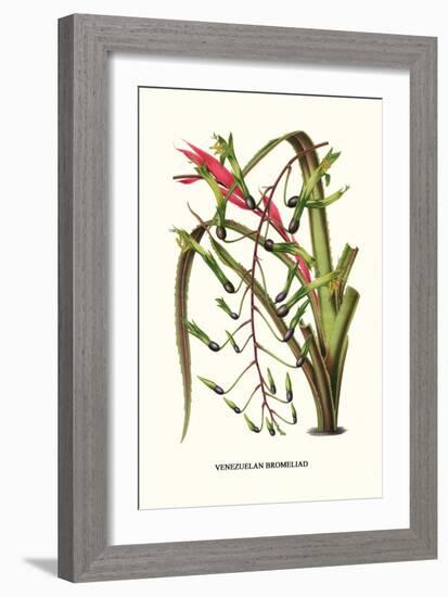 Venezuelan Bromeliad-Louis Van Houtte-Framed Premium Giclee Print