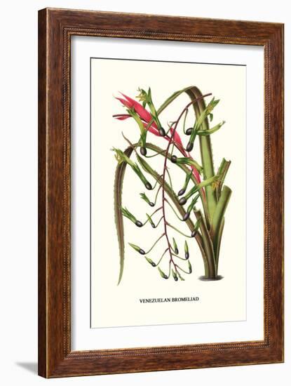 Venezuelan Bromeliad-Louis Van Houtte-Framed Premium Giclee Print